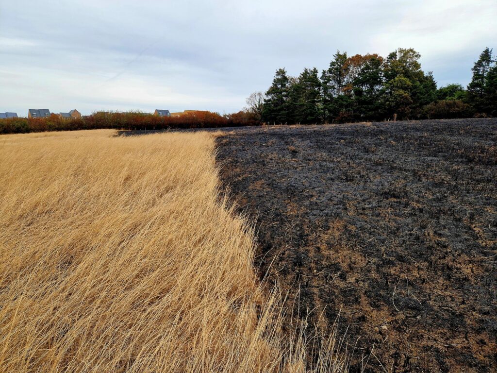 Image showing a dry grass field, half of it is scorched due to a grass fire