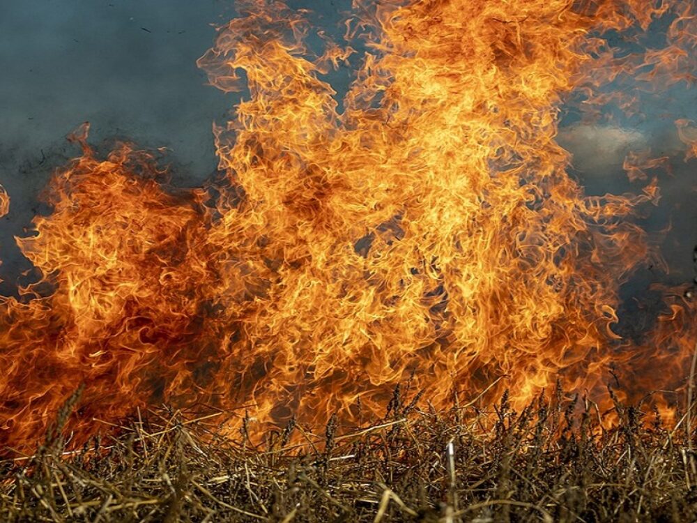 wildfire on grass