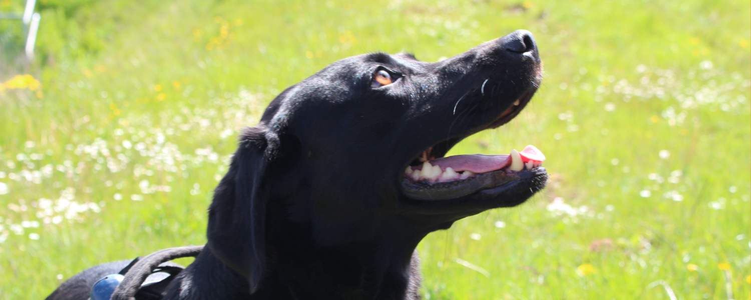 Black labrador with mouth open