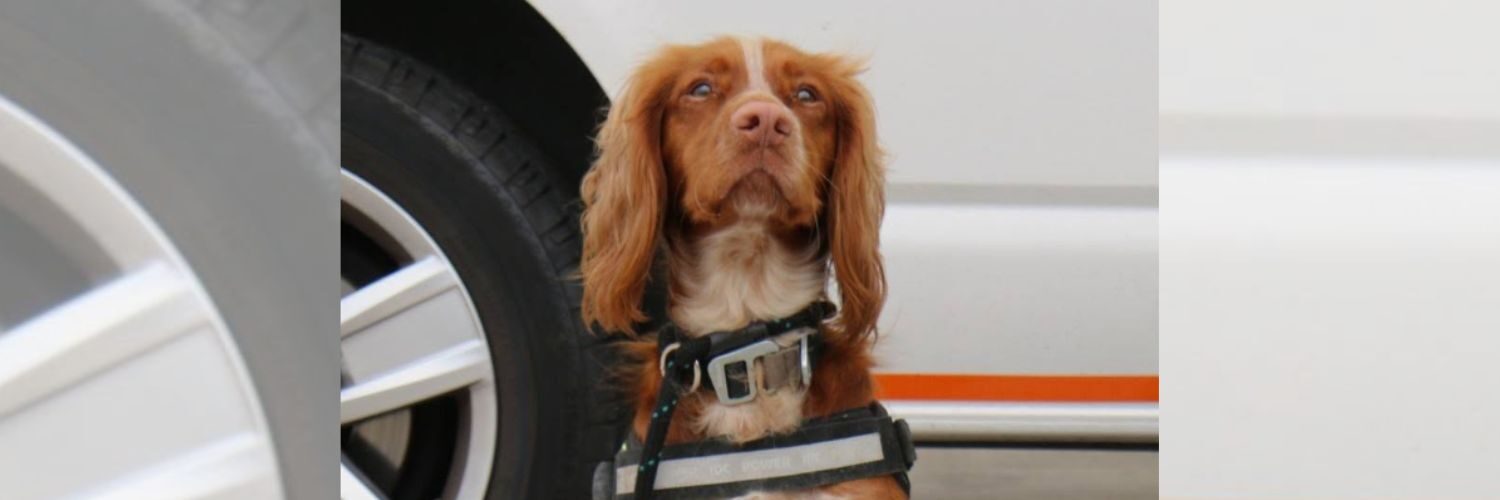 Picture of Avon Fire and Rescue Services Fire Dog